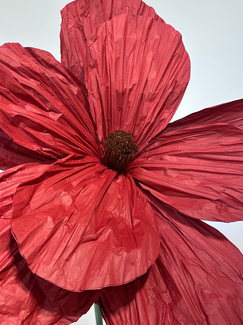 Poppies On Stand