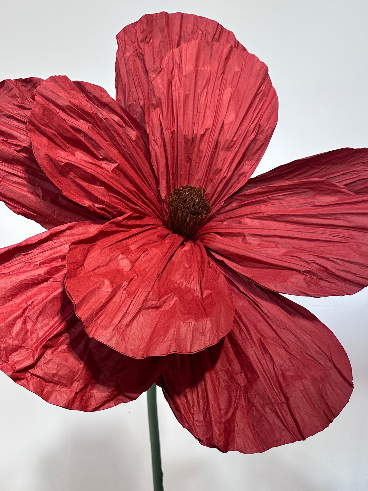 Poppies On Stand